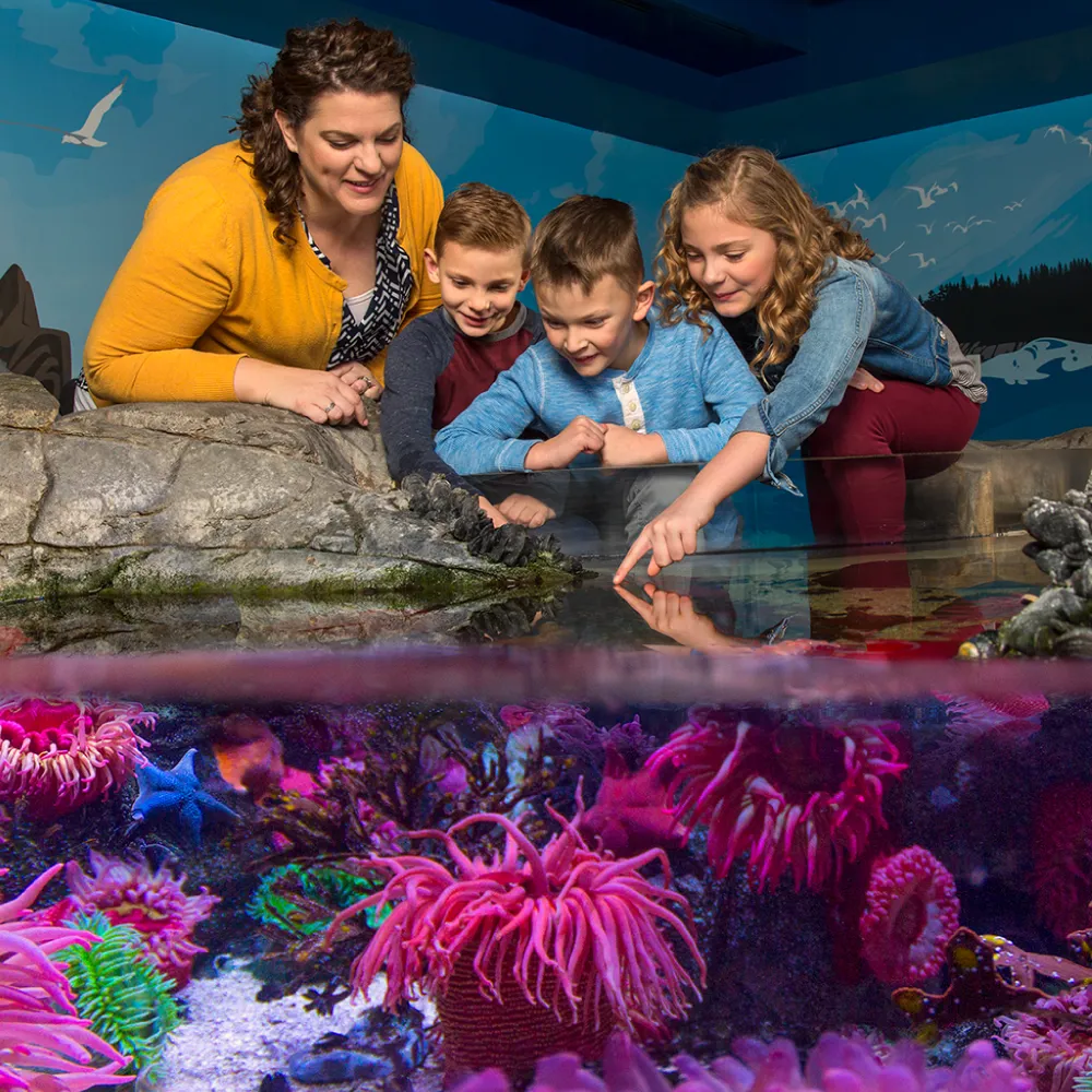 Touchpool | SEA LIFE Aquarium