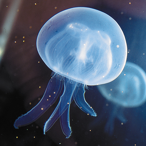 Jellyfish | SEA LIFE Orlando Aquarium