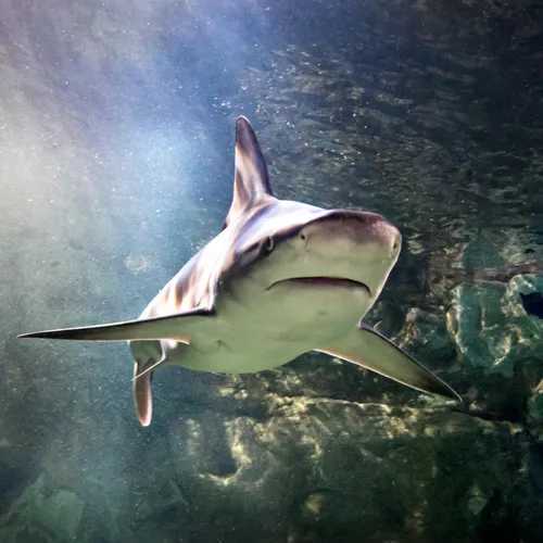 SEA LIFE Orlando Shark