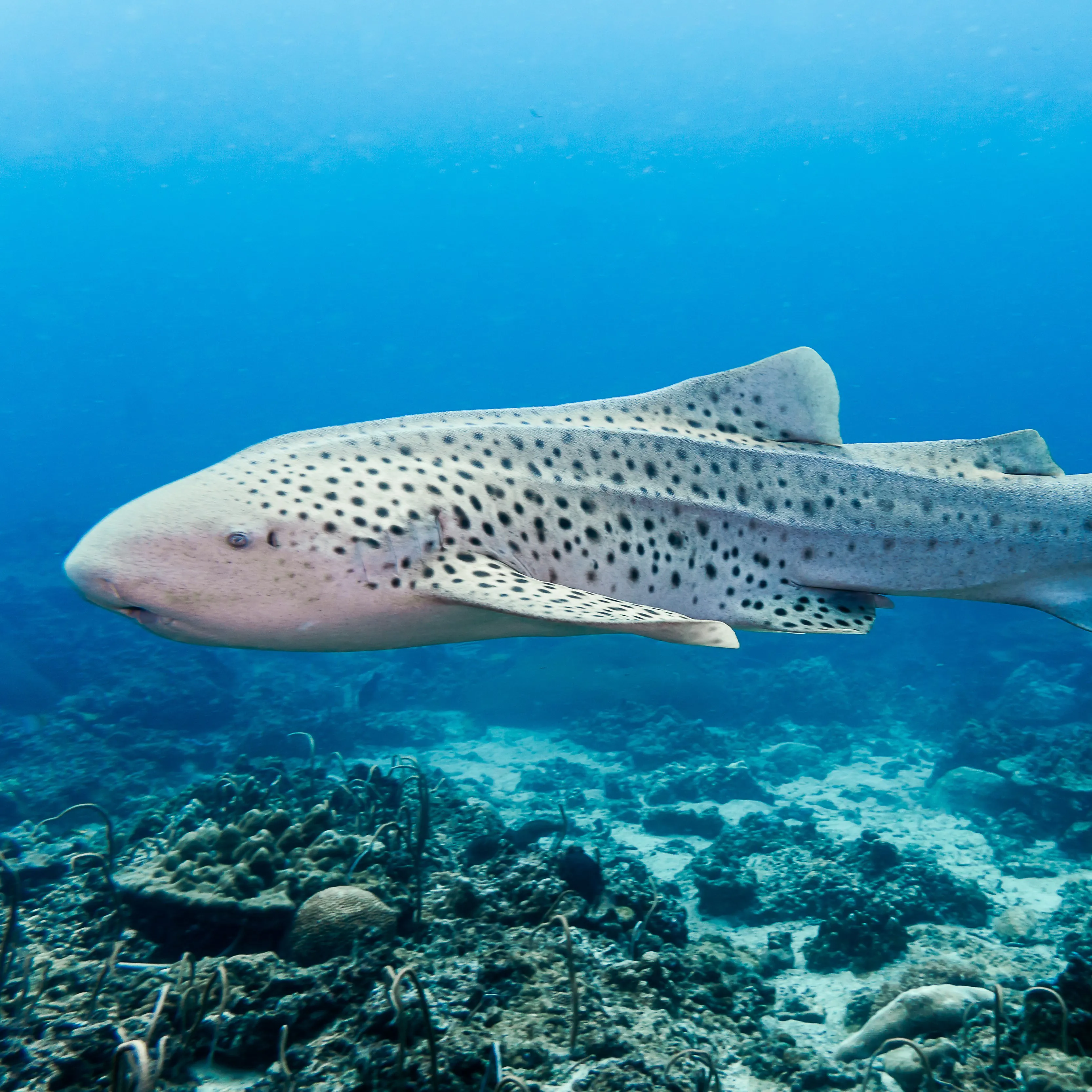 10622 Zebra Shark 2 (2)