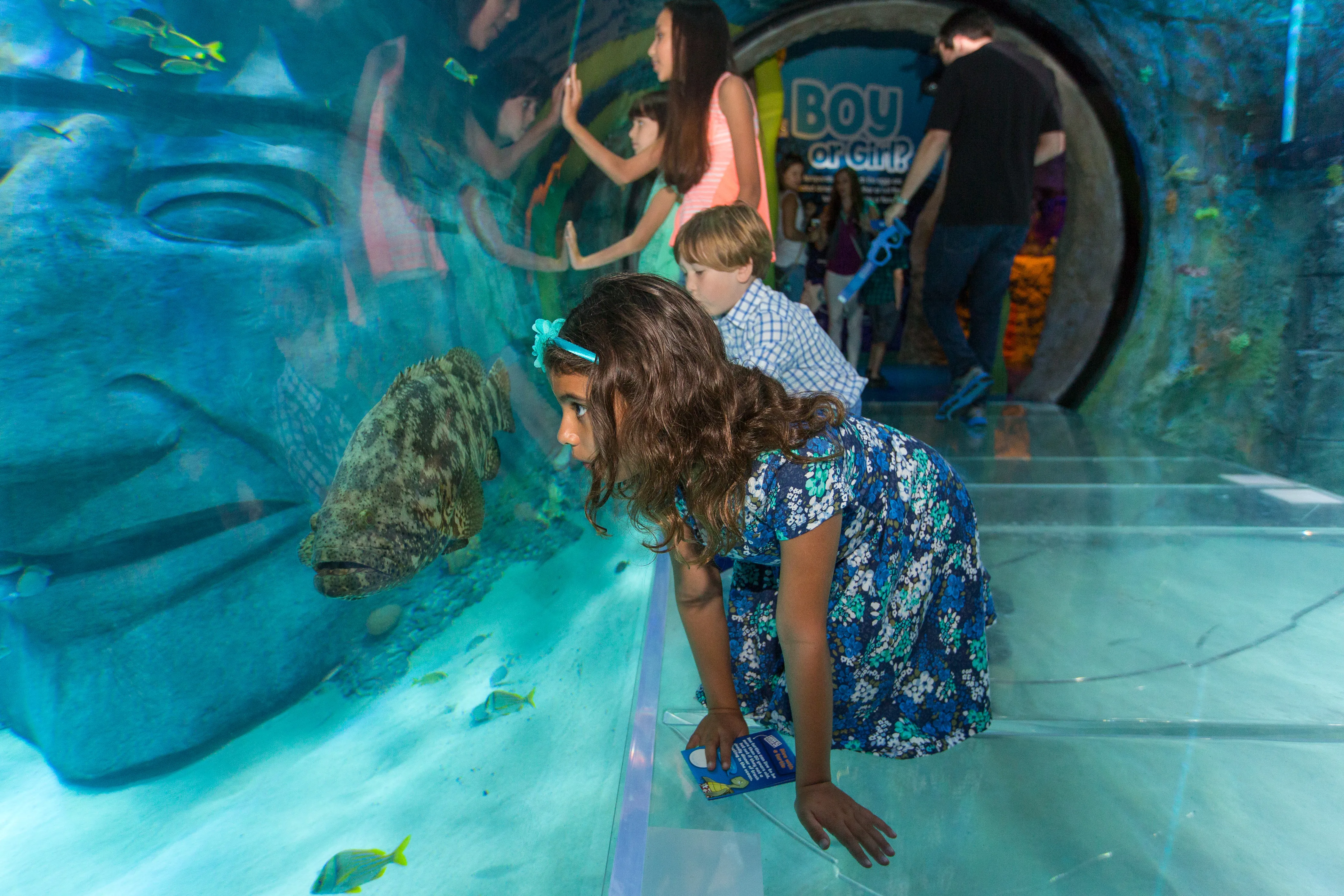 360 Tunnel | SEA LIFE Orlando Aquarium