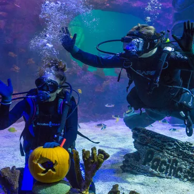 Underwater Pumpkins 13