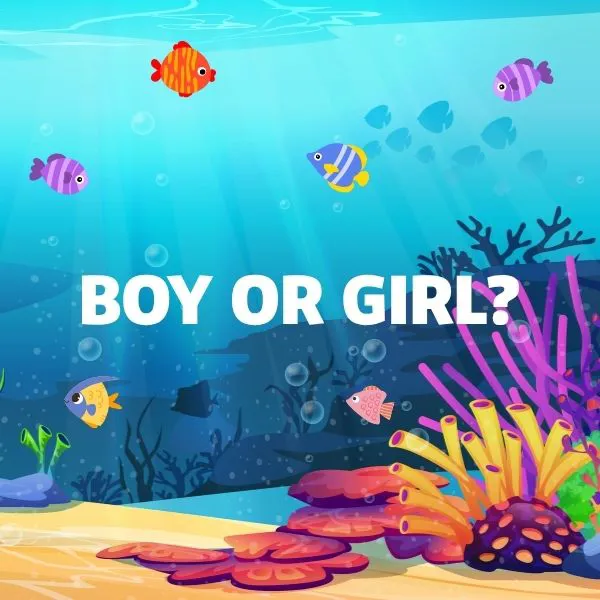 Copy Of SL Gender Reveal Banner