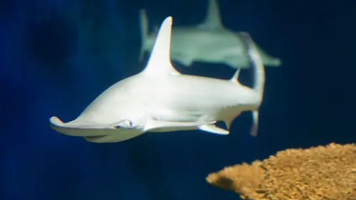 Bonnethead Shark
