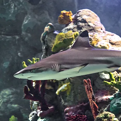 9719 Sharks Cropped