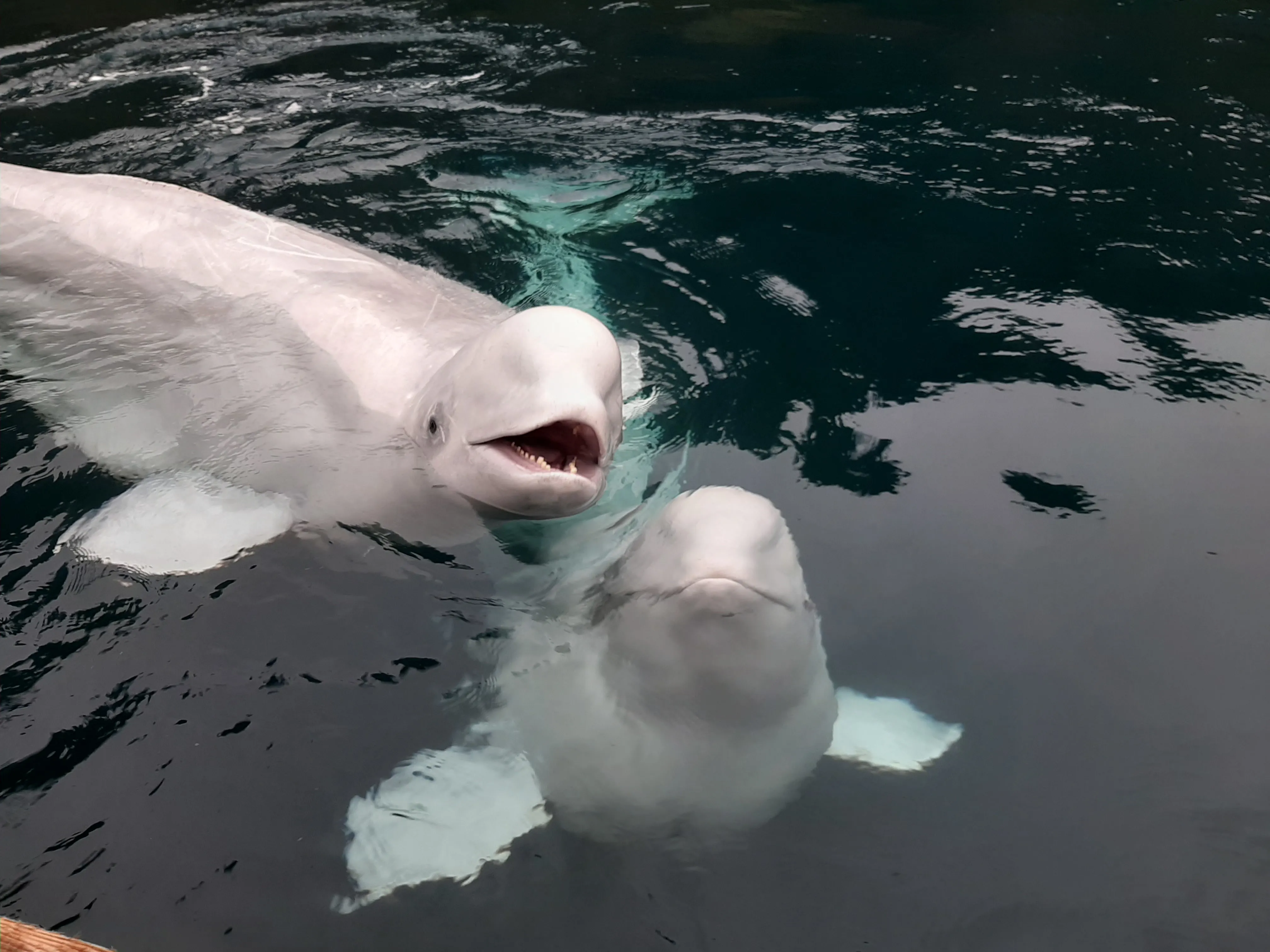 Belugas (1)