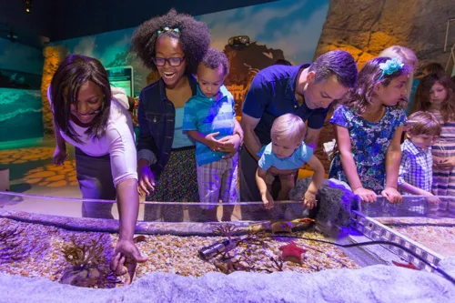 Touchpool SEA LIFE Orlando Aquarium