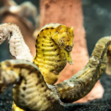 Seahorses at SEA LIFE | SEA LIFE Aquarium