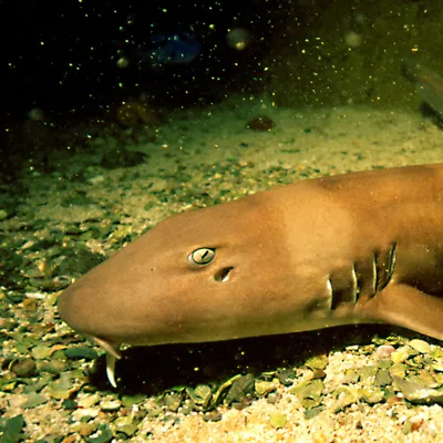 6428 Brown Banded Bamboo Shark