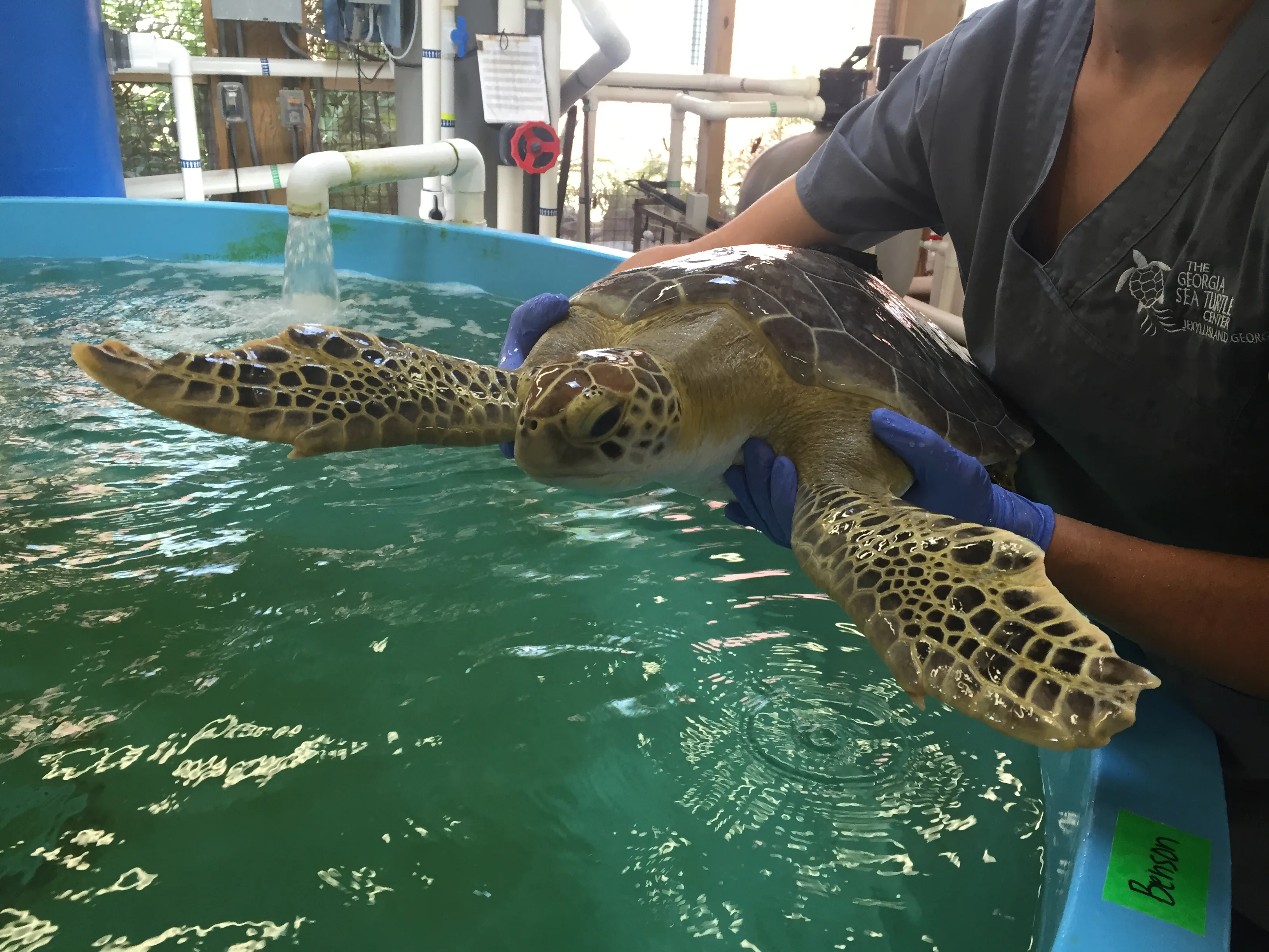 Turtle Rehabilitation Center And Benson  | SEA LIFE Michigan Aquarium