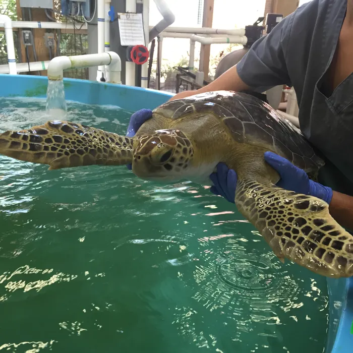 Turtle Rehabilitation Center And Benson  | SEA LIFE Michigan Aquarium