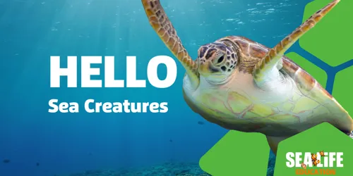 11749 SEALIFE EDUCATION Sea Creatures POWERPOINT