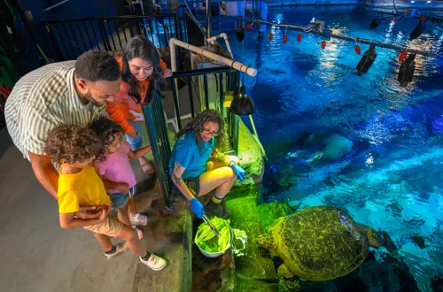 Turtle Tour SEA LIFE Orlando Aquarium