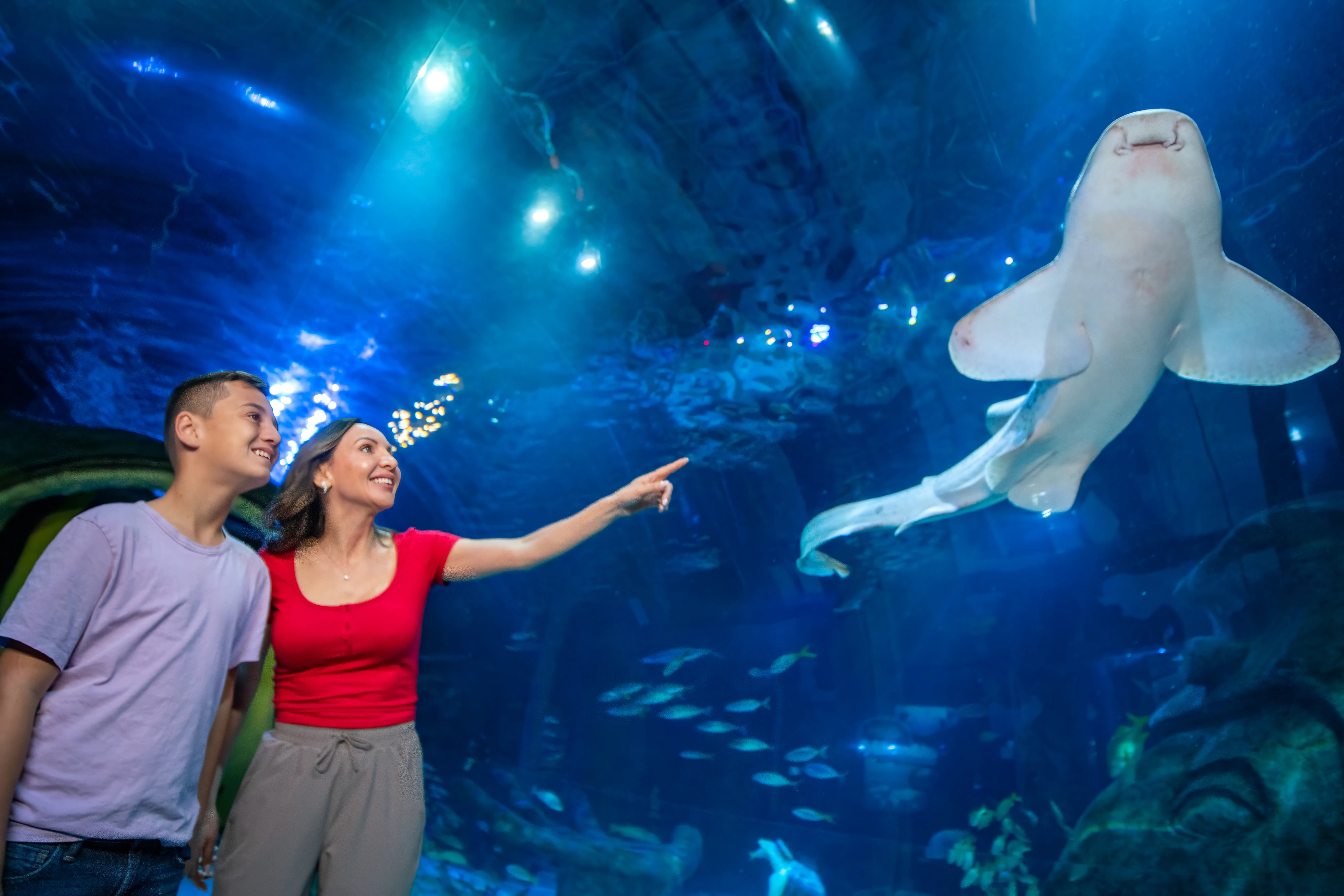 Underwater tunnel with guests pointing at a shark in awe