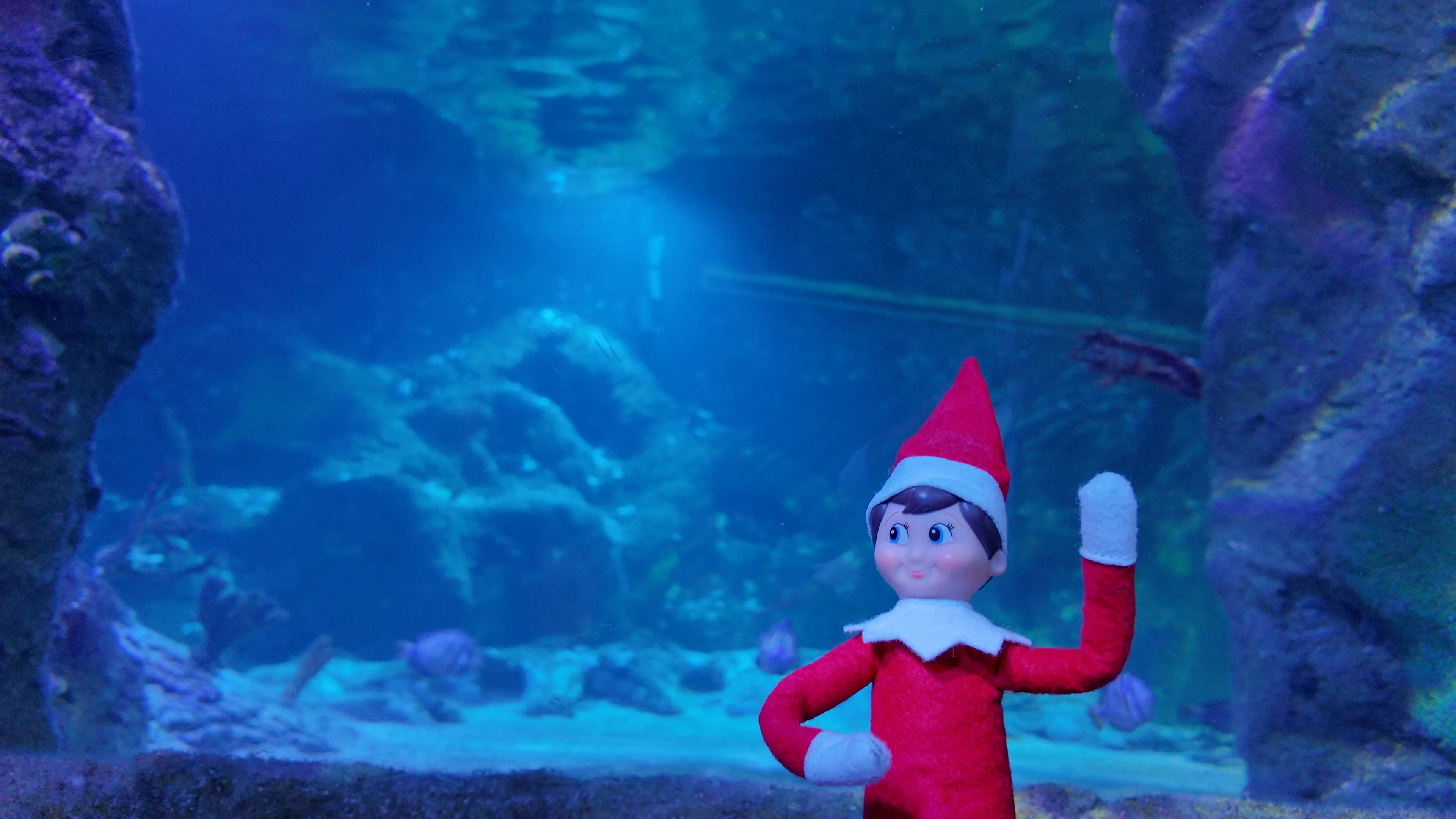 The Elf On The Shelf Event At SEA LIFE Aquarium 2