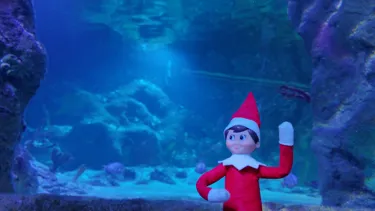 The Elf On The Shelf Event At SEA LIFE Aquarium 2
