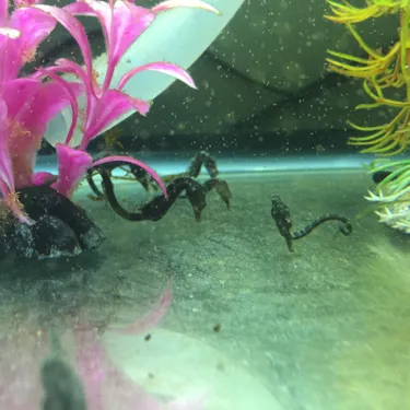 Breeding Seahorses At SEA LIFE | SEA LIFE Aquarium