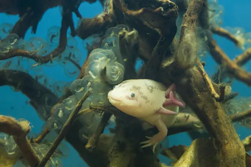 Axolotl in Orlando