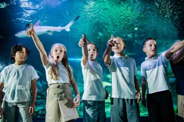 Family Tunnel 3000X1000 | SEA LIFE Aquarium