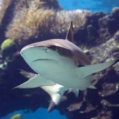 Black Tip Shark SEA LIFE Orlando Aquarium