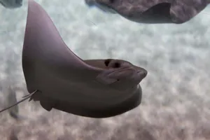 Cow Nosed Rays At SEA LIFE | SEA LIFE Aquarium