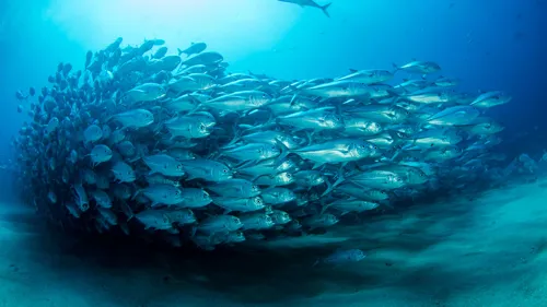 Shoal