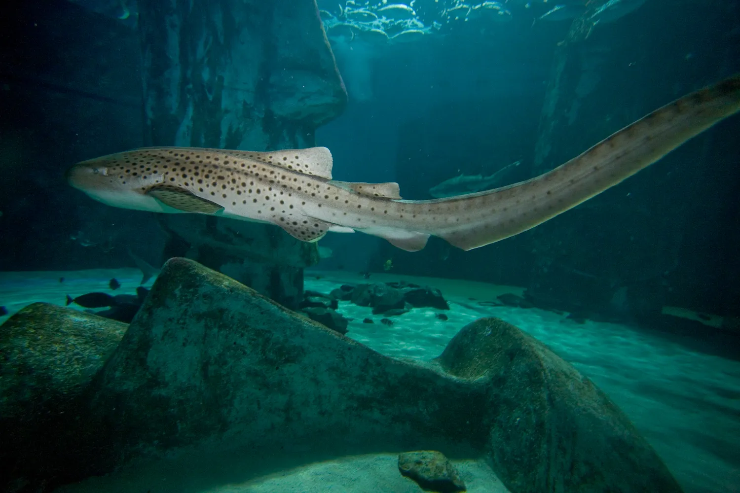 SEA LIFE Zebra Shark