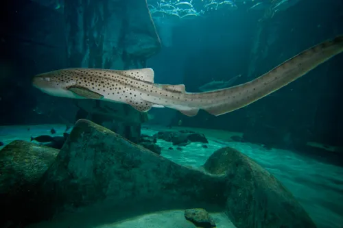 Zebra Shark SEA LIFE Orlando Aquarium