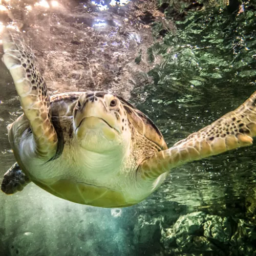 Sea Turtle feeding at SEA LIFE Orlando Aquarium