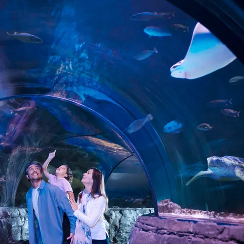 Ocean Tunnel