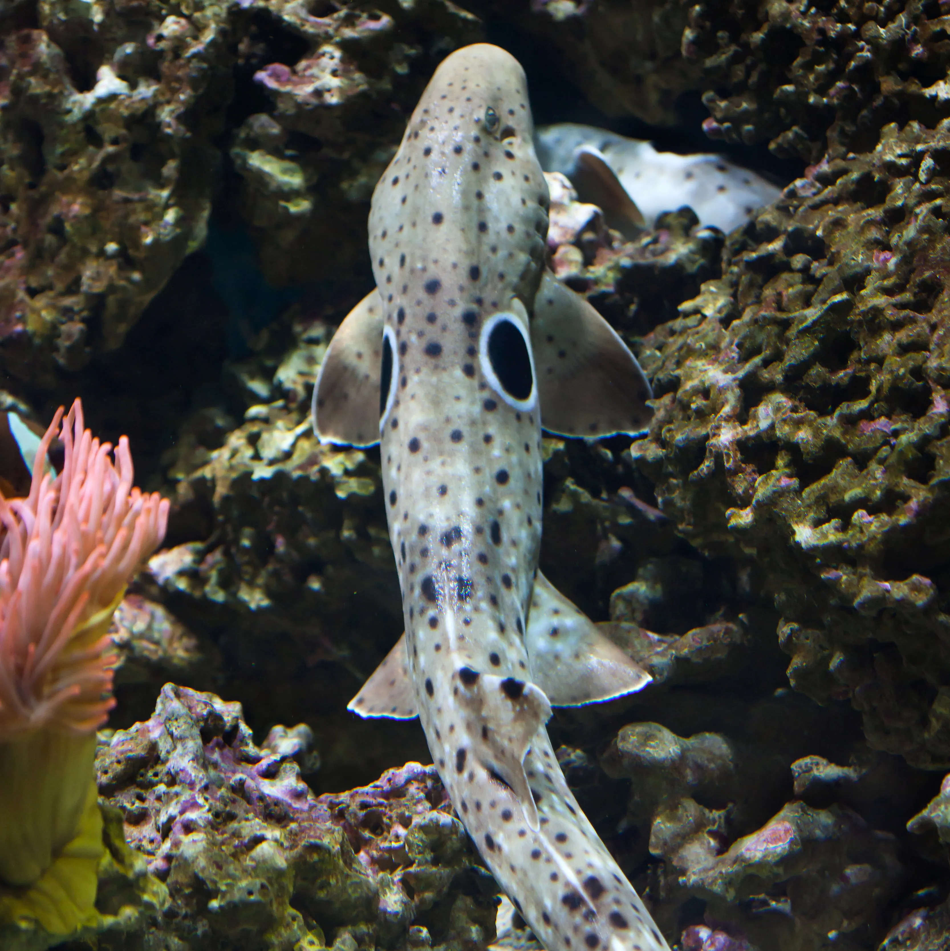 10588 Epaulette Shark