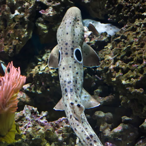 Epaulette Shark