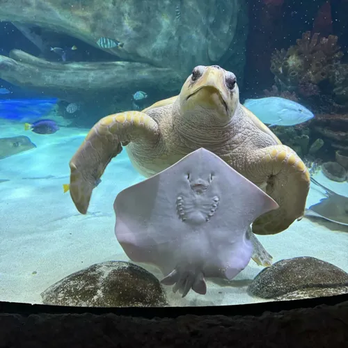 Ted the Famous Loggerhead Turtle