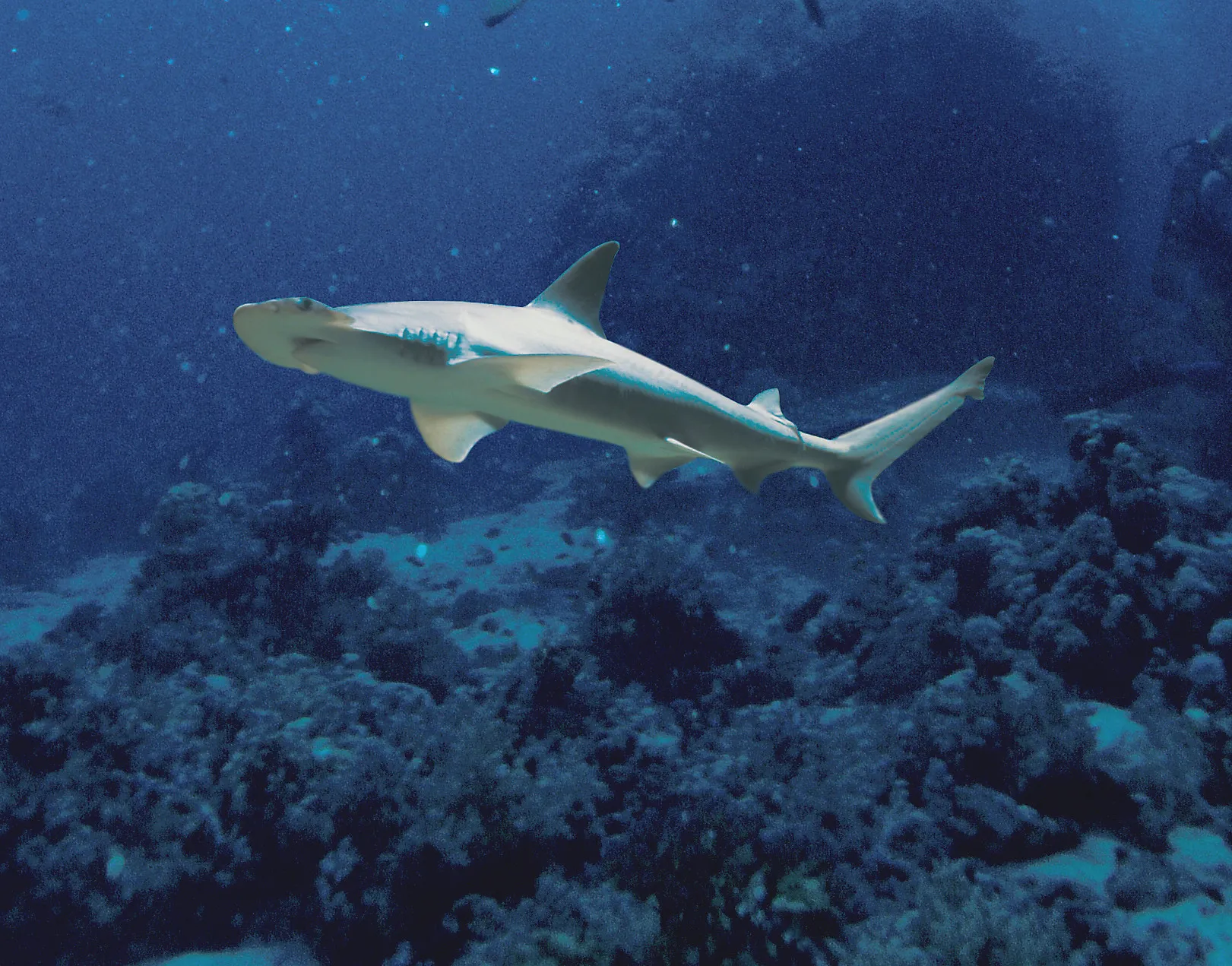 6421 Bonnethead1