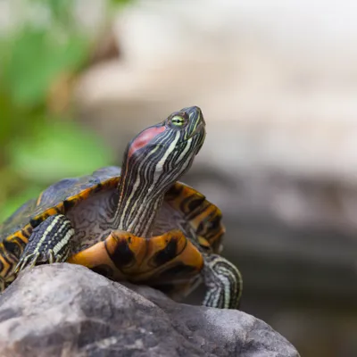 Terrapin | SEA LIFE Aquarium