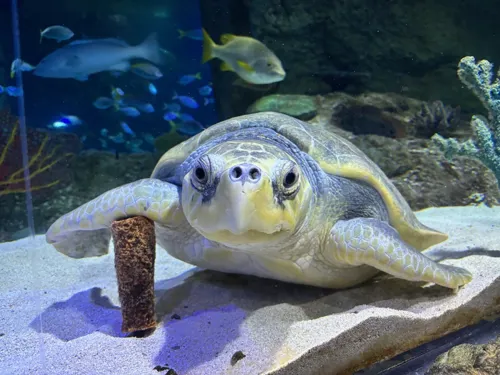 Sea Turtle at SEA LIFE Orlando