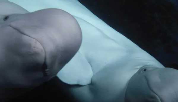 Beluga Whale Sanctuary | SEA LIFE Orlando