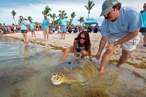 Turtle Rescue Center | SEA LIFE Orlando Aquarium