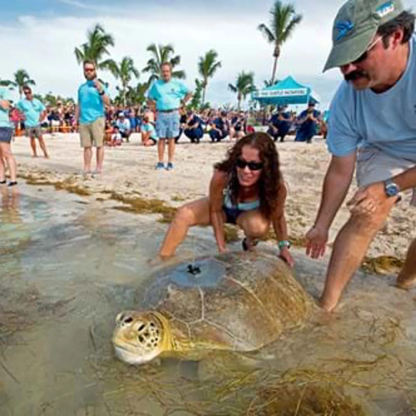 Rescuing Sea Turtles SEA LIFE Orlando Aquarium