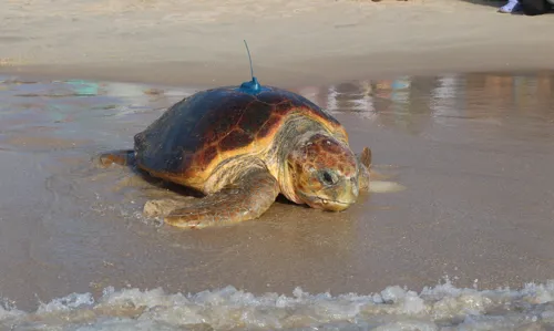 Kelpy Green Sea Turtle - Tour de Turtles
