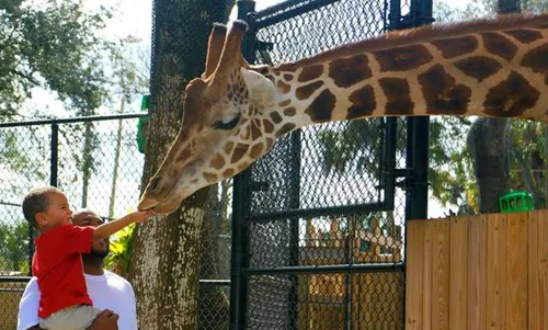 Giraffe