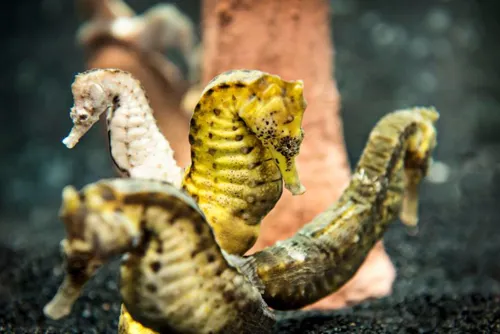 Seahorses at SEA LIFE Orlando Aquarium