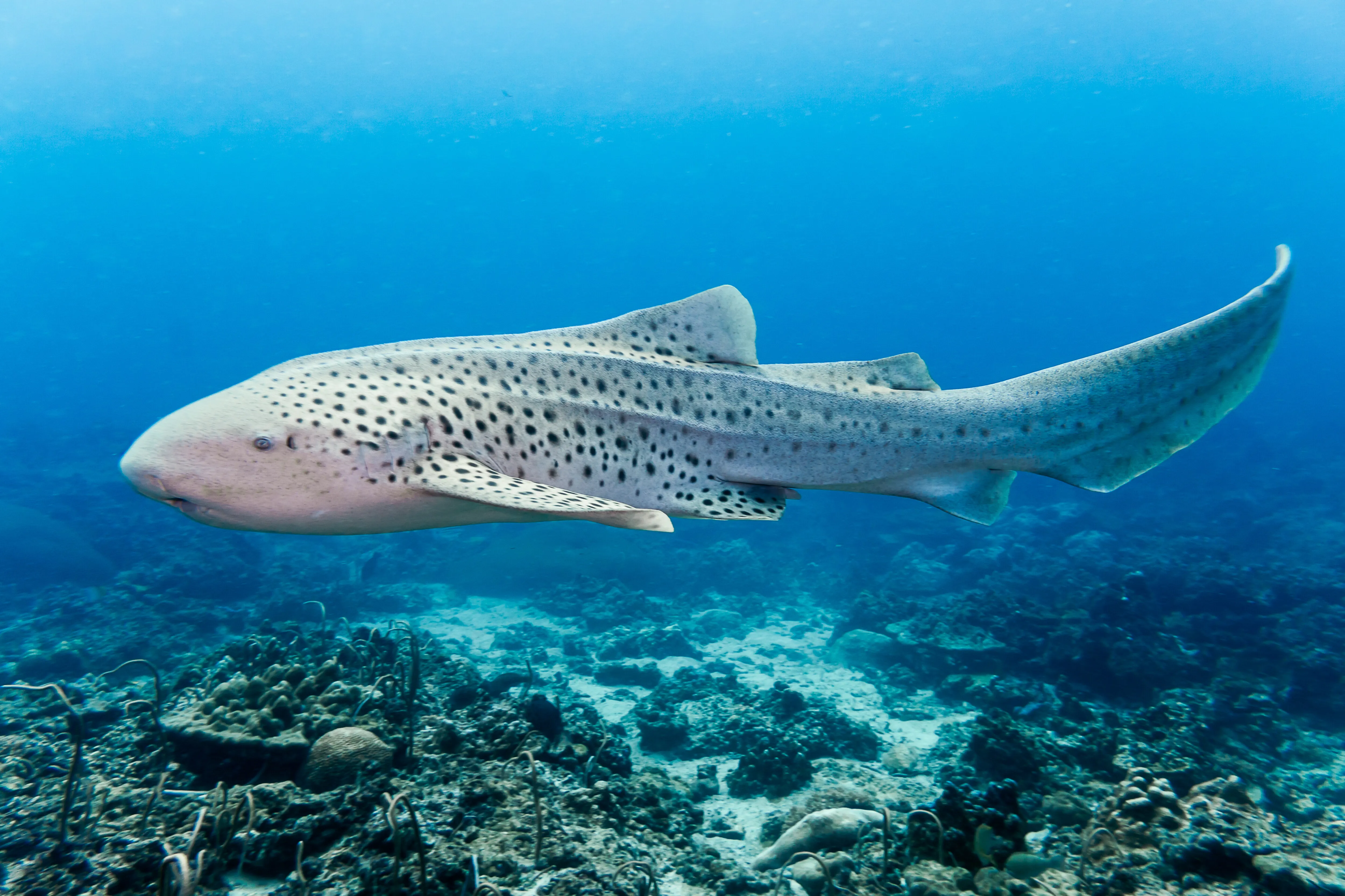 10622 Zebra Shark 2 (3)