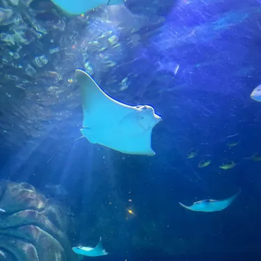 Stingray Slo Ig