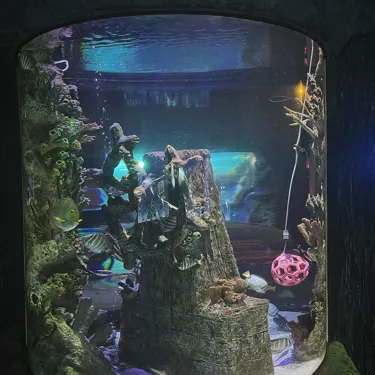 An underwater display at SEA LIFE Orlando Aquarium featuring a rock-like structure with coral, artificial plants, and fish swimming around. The tank includes a pink, spherical toy suspended on the right side and various fish in shades of yellow, silver, and black. Reflections of water and subtle lighting create a serene aquatic atmosphere. Image provided by IG user: Hannah.Anderle