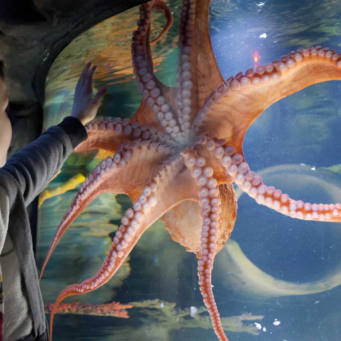 Octopus | SEA LIFE Orlando Aquarium