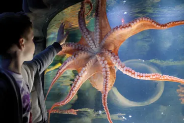 Octopus