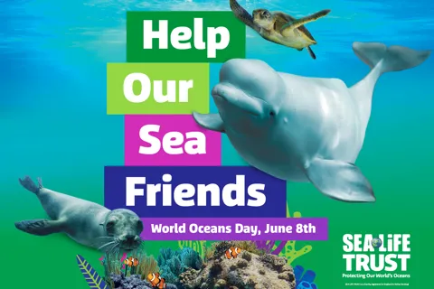 Sea Life Week Conservation Events: Help Our Sea Friends | SEA LIFE Orlando