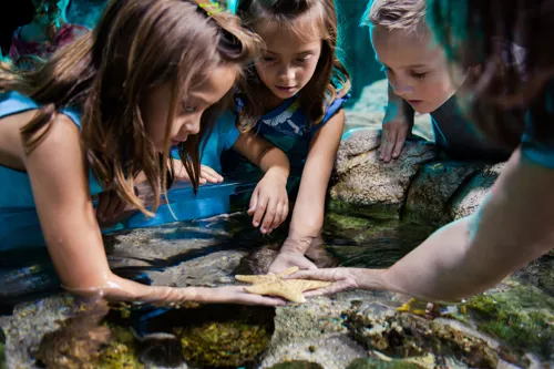 Touchpool SEA LIFE Orlando