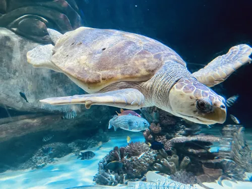 TED the Loggerhead Sea Turtle at SEA LIFE Orlando Aquarium